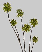 Tree Pod Spray 31" Green