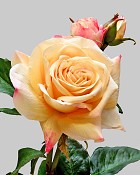 English Rose Tomora 22" Yellow/Pink
