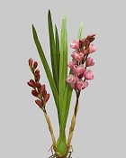 Wild Cymbidium Orchid Plant 29" Mauve
