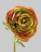 Ranunculus 22" Burgundy/Green