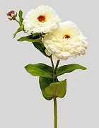 Zinnia 26" White