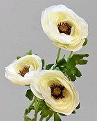 Garden Ranunculus 20" Cream
