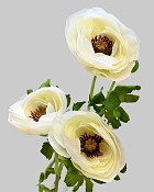 Garden Ranunculus 20" Cream