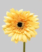 Gerbera Daisy 24" Yellow