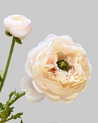 Ranunculus 19.5" Dusty Peach