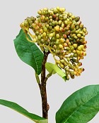 Sedum Pick 11" Green