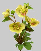 Hellebores 25" Light Green