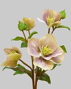 Hellebores 25" Lavender/White