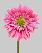 Gerbera Daisy 24" Pink