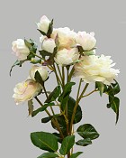 Rose English Spray 20" Cream