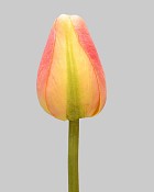 Pointed Tulip 15.5" Orange/Green