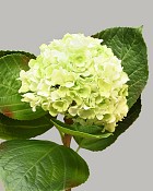 Hydrangea with Leaves 18" Light Green