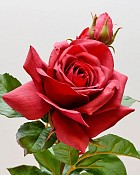 English Rose Tomora 22" Red
