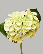 Hydrangea 18" Light Green