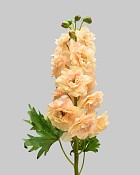 Delphinium 24" Peach/Cream