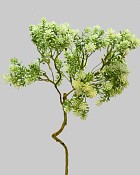 Sedum Spray 18" Green