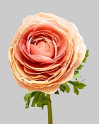 Ranunculus 22" Light Mauve
