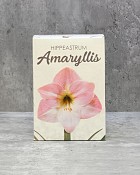 Amaryllis Gift Kit - Pink