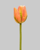 Tulip 15.5" Orange/Green