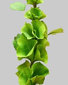 Bells of Ireland 29" Green