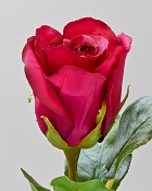 Rose Dutchess Bud 21" Red