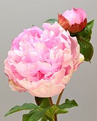 Peony Open with Bud 19.5" Pink