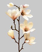 Tree Magnolia 29" Cream/Light Brown