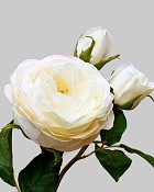 English Rose Titania 22.5" Champagne