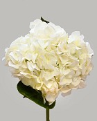Hydrangea 18" White