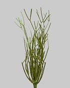 Pencil Cactus Bush 16" Green