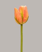 Tulip 15.5" Orange/Green