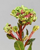 Ball Celosia 22" Green