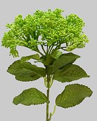 Skimmia Spray 12.5" Bright Green