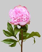 Peony 20" Pink