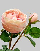 Rose English 19" Light Mauve