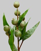 Eucalyptus Pod Spray 24" Green