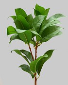 Laurel Leaf 23" Green