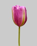 Dutch Tulip Open 24.5" Purple/Green