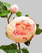 Peony with Bud 23" Cream/Pink