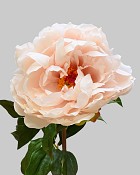 Peony 20.5" Dusty Peach