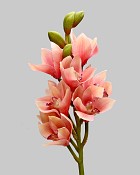 Cymbidium Orchid 21" Peach/Mauve