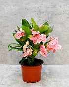 Tiara Euphorbia Charlotte