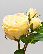 English Rose Titania 22.5" Yellow