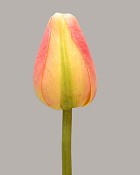 Pointed Tulip 15.5" Orange/Green