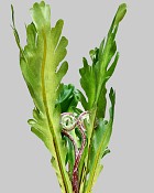 Phoenix Tail Fern Pick 10" Green