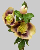 Hellebores Rose 18" Lavender/Green