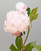 Peony Open with Bud 19.5" White/Pink