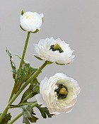 Ranunculus 18.5" White