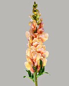 Snapdragon 30" Yellow/Purple