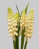Muscari Bundle 10" White